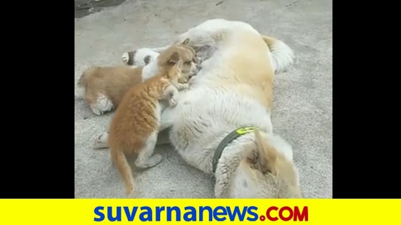 ತನ್ನ ಮರಿಗಳೊಂದಿಗೆ ಬೆಕ್ಕಿಗೂ ಹಾಲುಣಿಸುವ ತಾಯಿ ಶ್ವಾನ