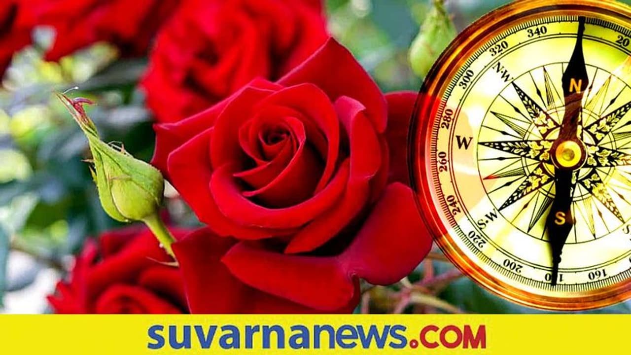 Astrology Tips : ಮನೆಯ ಅಂದ ಹೆಚ್ಚಿಸುವ ಗುಲಾಬಿಯಲ್ಲಿದೆ ಅದೃಷ್ಟ ಬದಲಿಸುವ ಶಕ್ತಿ