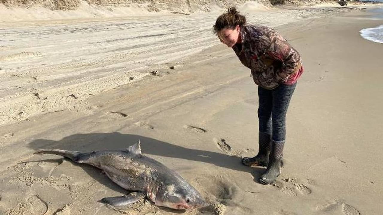 അമ്പമ്പോ എന്തൊരു പല്ല്! കടൽ അവയുടേതാണെന്നും നാം സന്ദർശകരാണെന്നോർക്കണം എന്നും യുവതി അമ്പമ്പോ എന്തൊരു പല്ല്! കടൽ അവയുടേതാണെന്നും നാം സന്ദർശകരാണെന്നോർക്കണം എന്നും യുവതി