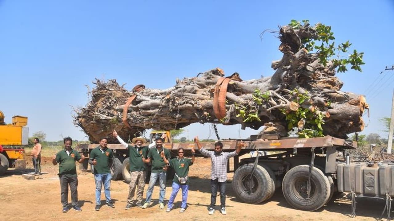 Old Banyan Tree ನೆಲಕ್ಕುರಳಿದ 100 ವರ್ಷ ಹಳೆ ಆಲದ ಮರಕ್ಕೆ ಪುನರ್ಜನ್ಮ, ಪರಿಸರ ಪ್ರೇಮಿಗಳ ಕಾರ್ಯಕ್ಕೆ ಮೆಚ್ಚುಗೆ! Old Banyan Tree ನೆಲಕ್ಕುರಳಿದ 100 ವರ್ಷ ಹಳೆ ಆಲದ ಮರಕ್ಕೆ ಪುನರ್ಜನ್ಮ, ಪರಿಸರ ಪ್ರೇಮಿಗಳ ಕಾರ್ಯಕ್ಕೆ ಮೆಚ್ಚುಗೆ!