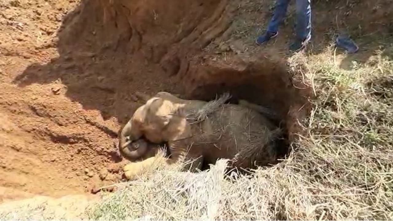 খাবারের খোঁজে বেরিয়ে কুয়োতে দাঁতাল, বহু কষ্টে উদ্ধার খাবারের খোঁজে বেরিয়ে কুয়োতে দাঁতাল, বহু কষ্টে উদ্ধার