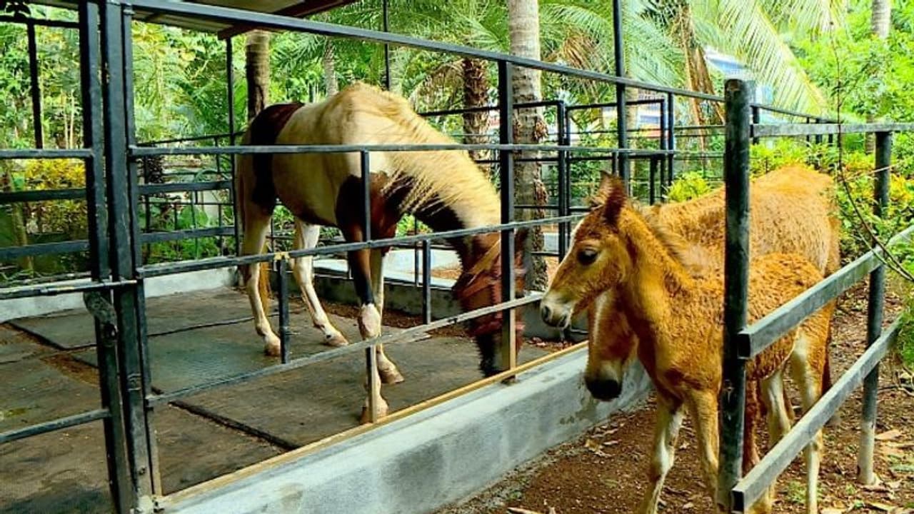 ഒന്നും രണ്ടുമല്ല എട്ട് കുതിരകൾ, ഉദുമയിലെ ഇബ്രഹാമിന്റെ വീട്ടിൽ നിന്ന് ഉയരുന്നത് കുതിരക്കുളമ്പടികൾ ഒന്നും രണ്ടുമല്ല എട്ട് കുതിരകൾ, ഉദുമയിലെ ഇബ്രഹാമിന്റെ വീട്ടിൽ നിന്ന് ഉയരുന്നത് കുതിരക്കുളമ്പടികൾ