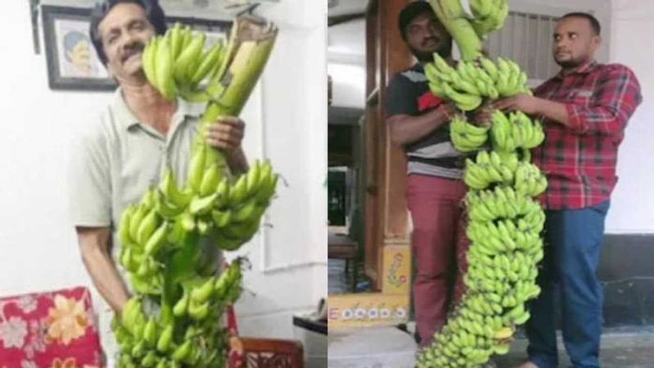Baahubali Banana : ബാഹുബലി വാഴ, കർഷകന്റെ തോട്ടത്തിലെ ഭീമൻ വാഴക്കുല കാണാൻ ആളുകളുടെ തിരക്ക്!