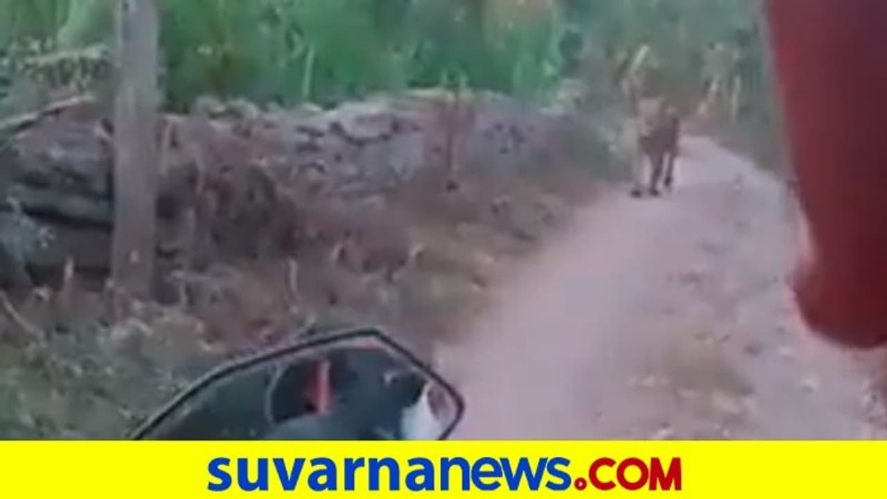 ಸ್ಕೂಟರ್‌ನಲ್ಲಿ ಹೋಗುತ್ತಿದ್ದಾಗ ಧುತ್ತನೇ ಎದುರಾದ ಸಿಂಹ... ದೇವರನಾಮ ಜಪಿಸಿದ ಸವಾರರು.. ವೈರಲ್ ವಿಡಿಯೋ