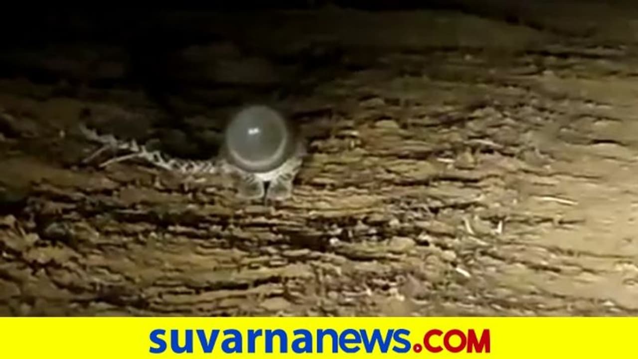 ಪ್ಲಾಸ್ಟಿಕ್‌ ಡಬ್ಬಿಯೊಳಗೆ ತಲೆ ಸಿಕ್ಕಿಸಿಕೊಂಡು ಒದ್ದಾಡುತ್ತಿದ್ದ ಚಿರತೆ ಮರಿಯ ರಕ್ಷಣೆ