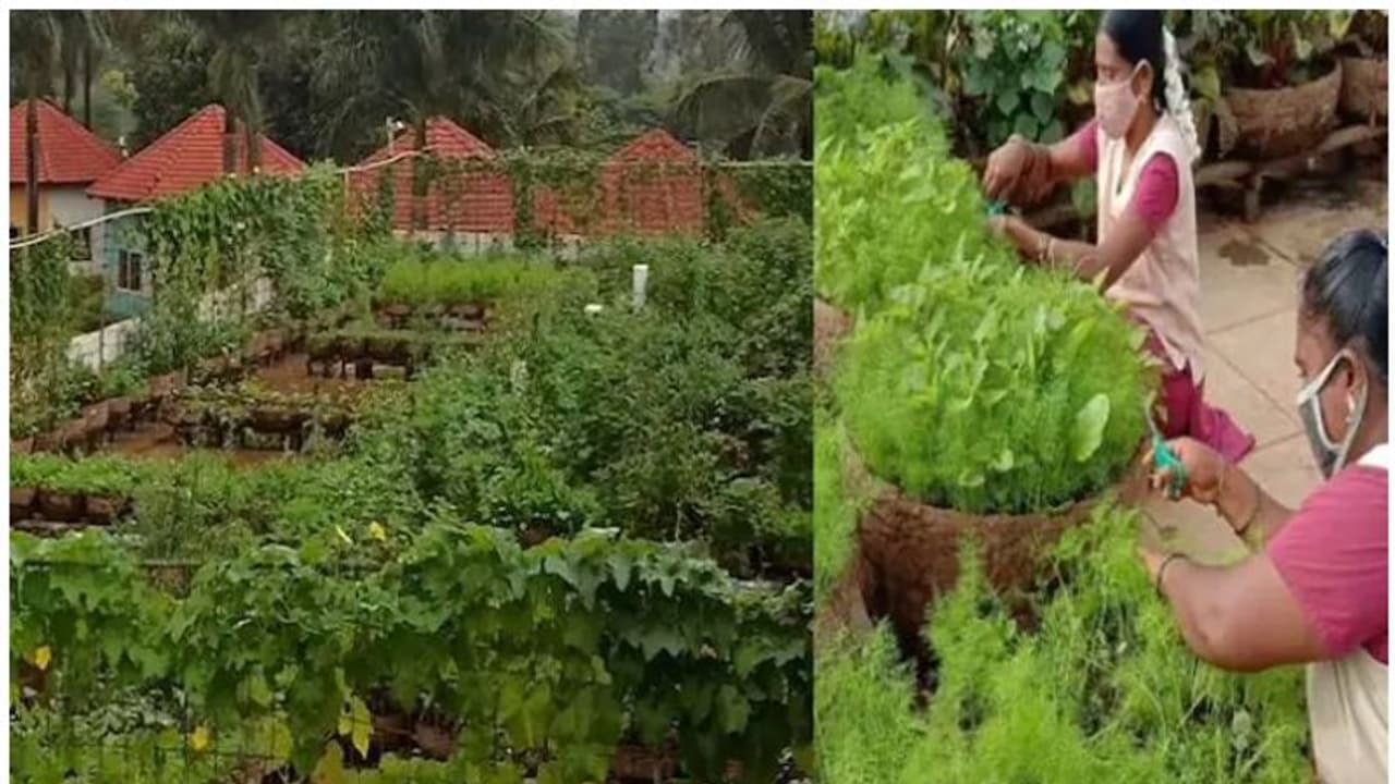 vegetable farming in school : ലോക്ഡൗണില്‍ സ്‌കൂളില്‍ പച്ചക്കറിത്തോട്ടം; ഇതാ മറ്റൊരു വിജയഗാഥ