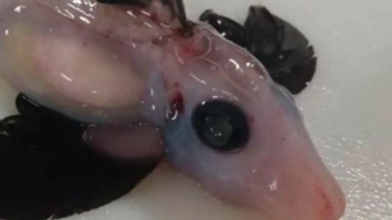 Baby Ghost Shark ಸಮುದ್ರ ಆಳದಲ್ಲಿ ಭಯ ಹುಟ್ಟಿಸುವ ಘೋಸ್ಟ್ ಬೇಬಿ ಶಾರ್ಕ್ ಪತ್ತೆ!