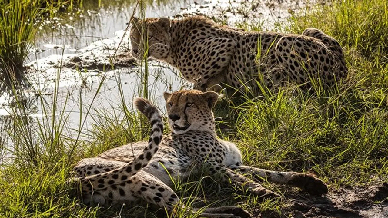 Cheetah to return from extinction in India; experts fly to Namibia