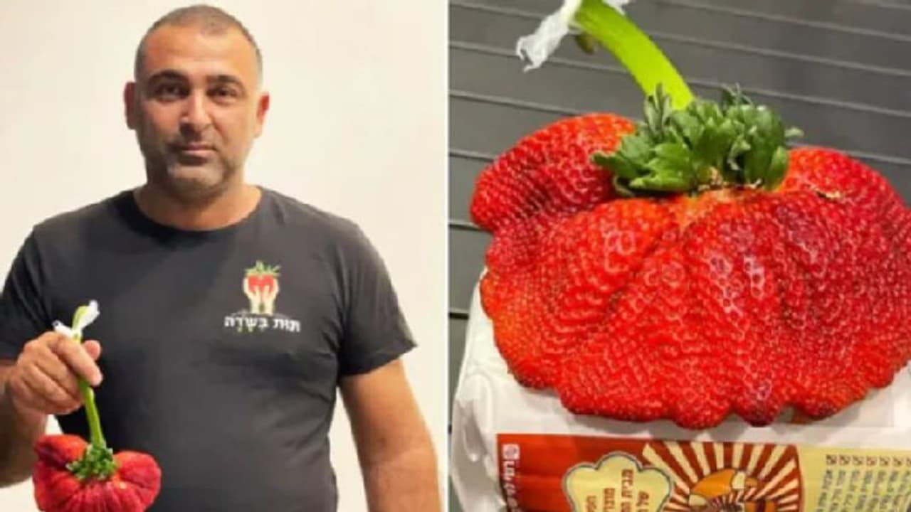 ಗಿನ್ನಿಸ್‌ ಪುಟ ಸೇರಿದ ಭಾರಿ ಗಾತ್ರದ ಸ್ಟ್ರಾಬೆರಿ