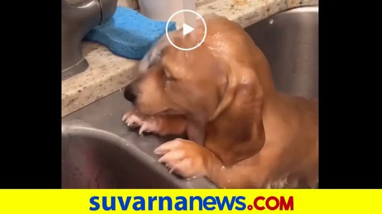 ಈ ನಾಯಿಮರಿಗೂ ಬೇಕು ಶವರ್‌ಬಾತ್‌... ಸಿಂಕ್‌ನಲ್ಲಿ ಸ್ನಾನ ಮಾಡುವ ಶ್ವಾನ