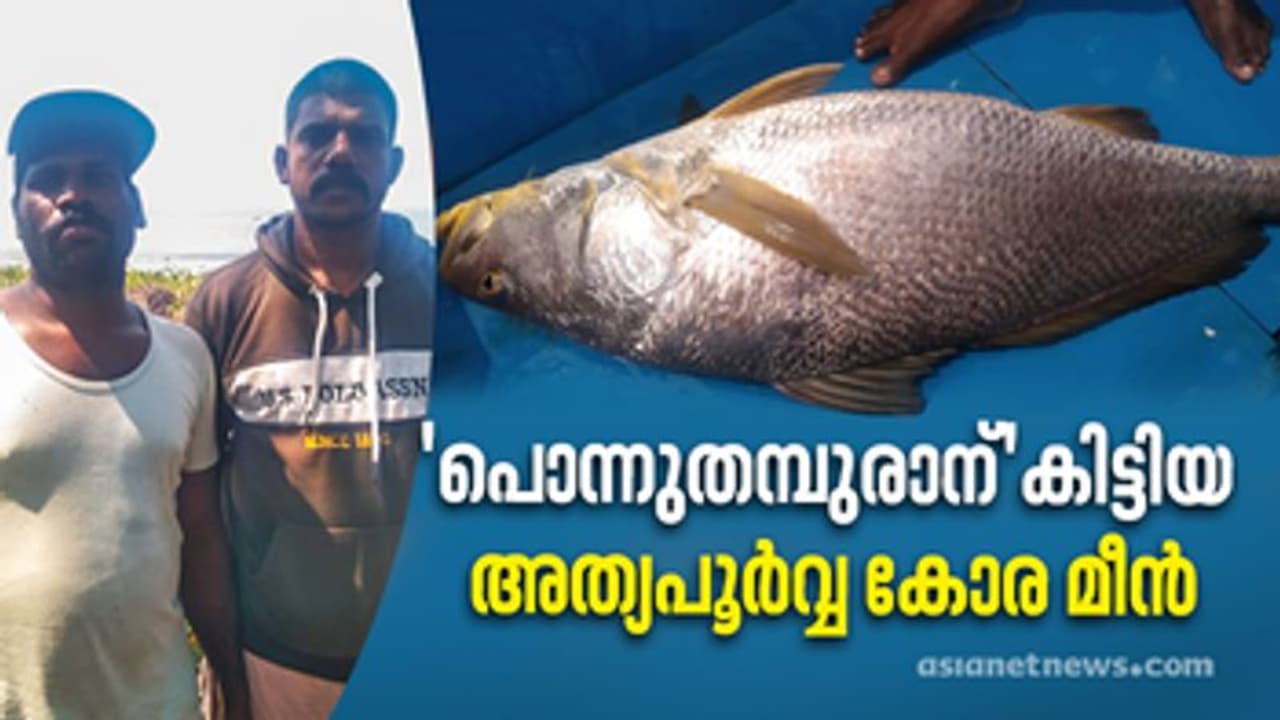 'പൊന്നുതമ്പുരാന്' കിട്ടിയത് അരലക്ഷത്തിന്‍റെ 'കോര മീന്‍'