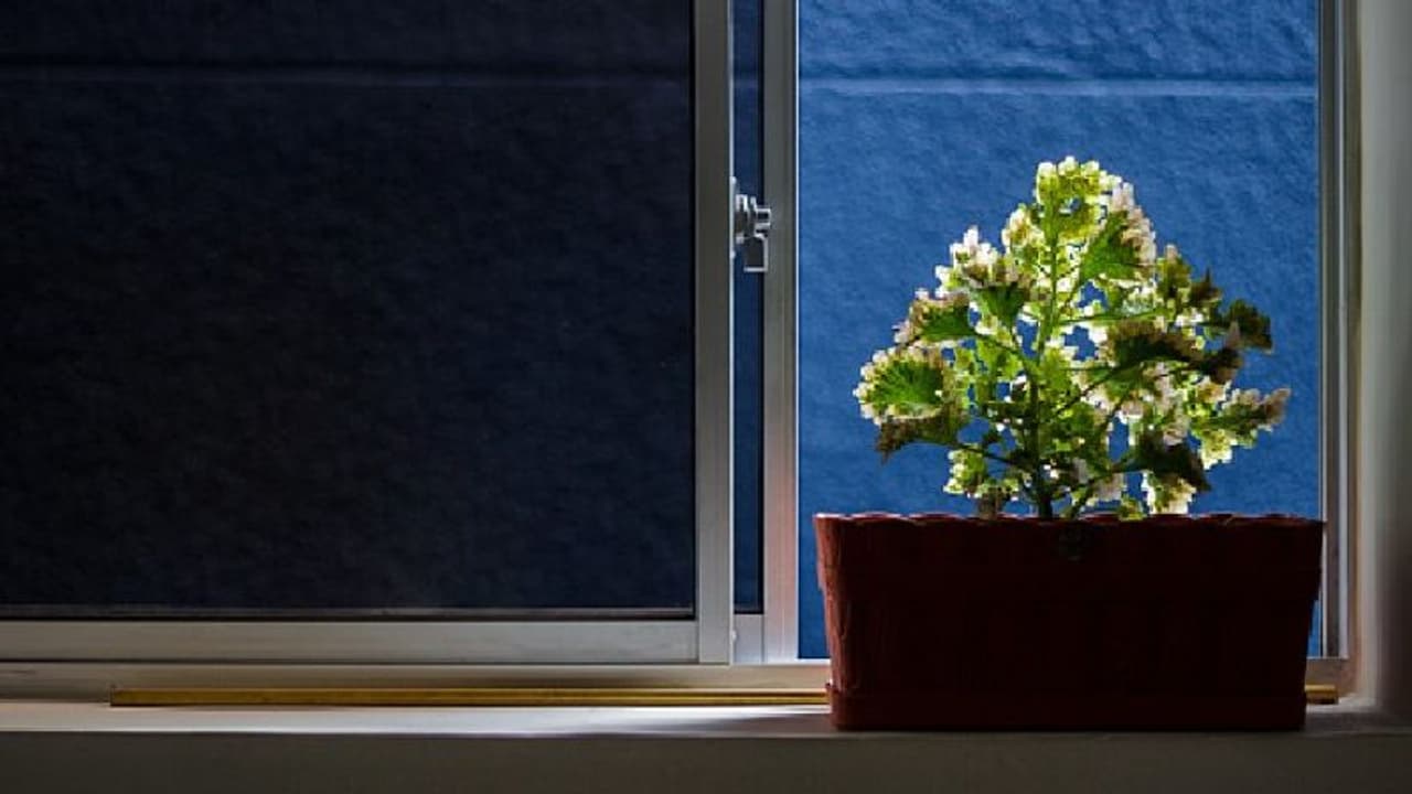 বাড়ির প্রবেশ পথে লাগিয়ে রাখুন এই তিনটি গাছ, বাড়বে সঞ্চয় হাতে আসবে টাকা বাড়ির প্রবেশ পথে লাগিয়ে রাখুন এই তিনটি গাছ, বাড়বে সঞ্চয় হাতে আসবে টাকা