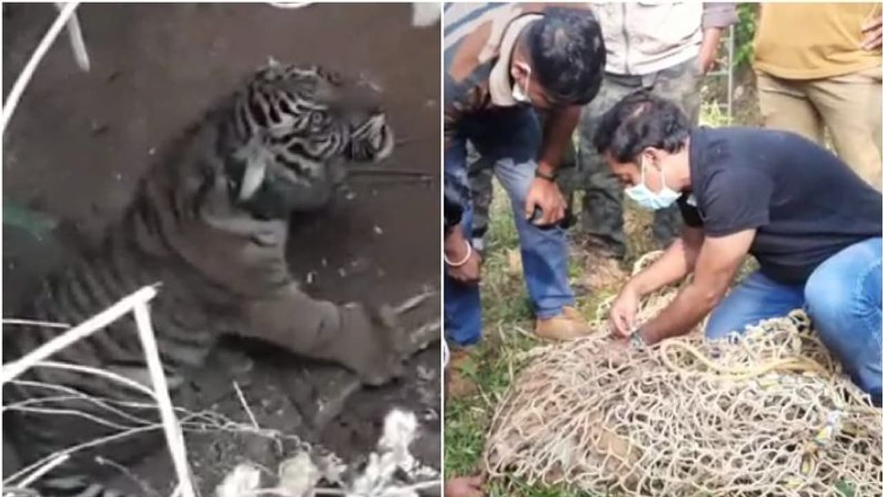 വയനാട്ടില് എവിടെയും കടുവയെത്താമെന്ന് നാട്ടുകാര്; മന്ദംകൊല്ലിയില് ഇനിയും കടുവകളുണ്ടാകാമെന്നും ആശങ്ക വയനാട്ടില് എവിടെയും കടുവയെത്താമെന്ന് നാട്ടുകാര്; മന്ദംകൊല്ലിയില് ഇനിയും കടുവകളുണ്ടാകാമെന്നും ആശങ്ക