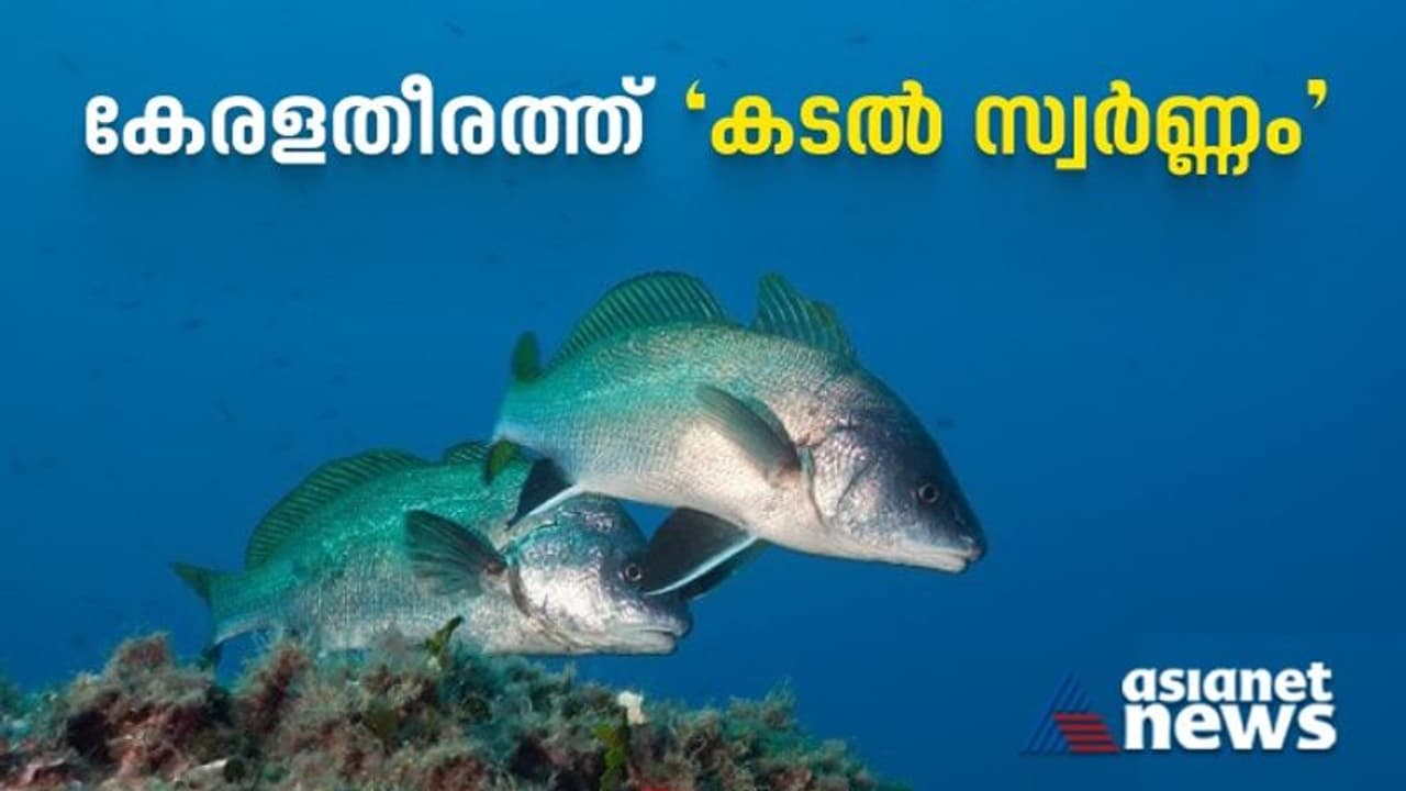 Ghol fish: ഗുജറാത്ത് തീരത്ത് കണ്ടുവരുന്ന 'സ്വര്ണ്ണ മത്സ്യം' കേരള തീരത്തും Ghol fish: ഗുജറാത്ത് തീരത്ത് കണ്ടുവരുന്ന 'സ്വര്ണ്ണ മത്സ്യം' കേരള തീരത്തും