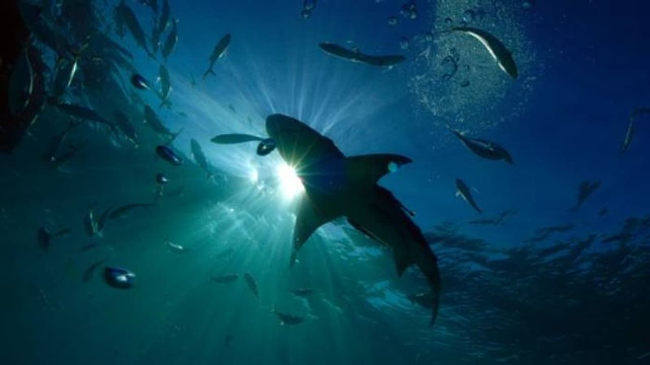 Lemon shark attack : കാലിൽ കടിച്ചുപറിച്ച് ആറടി നീളമുള്ള സ്രാവ്, രക്ഷപ്പെടാൻ മുഖത്തടിച്ച് യുവതി, ഒടുവില്... Lemon shark attack : കാലിൽ കടിച്ചുപറിച്ച് ആറടി നീളമുള്ള സ്രാവ്, രക്ഷപ്പെടാൻ മുഖത്തടിച്ച് യുവതി, ഒടുവില്...