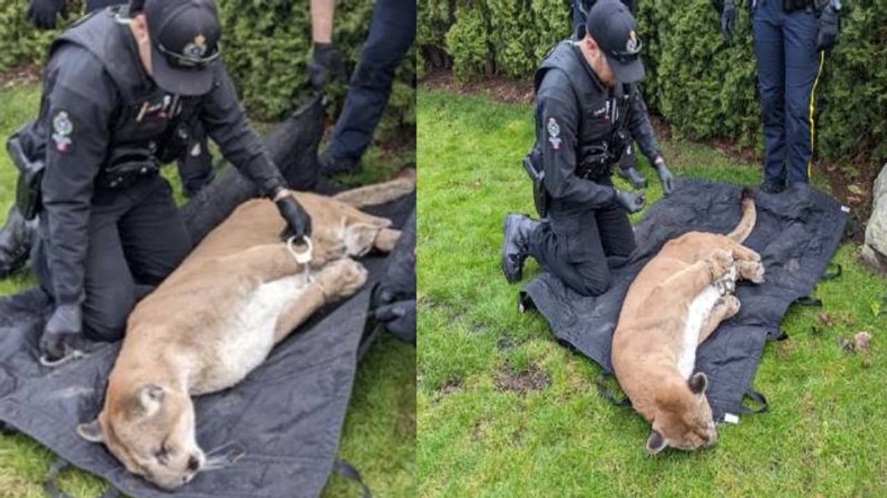 പട്ടാപ്പകൽ ജനവാസമേഖലയിൽ കറങ്ങി നടന്നു, കൂഗറിന് കൈവിലങ്ങ് വച്ച് പൊലീസ് പട്ടാപ്പകൽ ജനവാസമേഖലയിൽ കറങ്ങി നടന്നു, കൂഗറിന് കൈവിലങ്ങ് വച്ച് പൊലീസ്