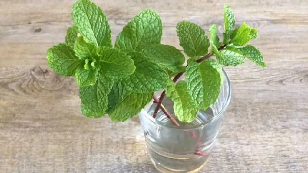 ഈ ചെടികളെല്ലാം വെള്ളത്തിൽ തന്നെ വളരും, ഇക്കാര്യങ്ങൾ ശ്രദ്ധിച്ചാൽ മതി! ഈ ചെടികളെല്ലാം വെള്ളത്തിൽ തന്നെ വളരും, ഇക്കാര്യങ്ങൾ ശ്രദ്ധിച്ചാൽ മതി!