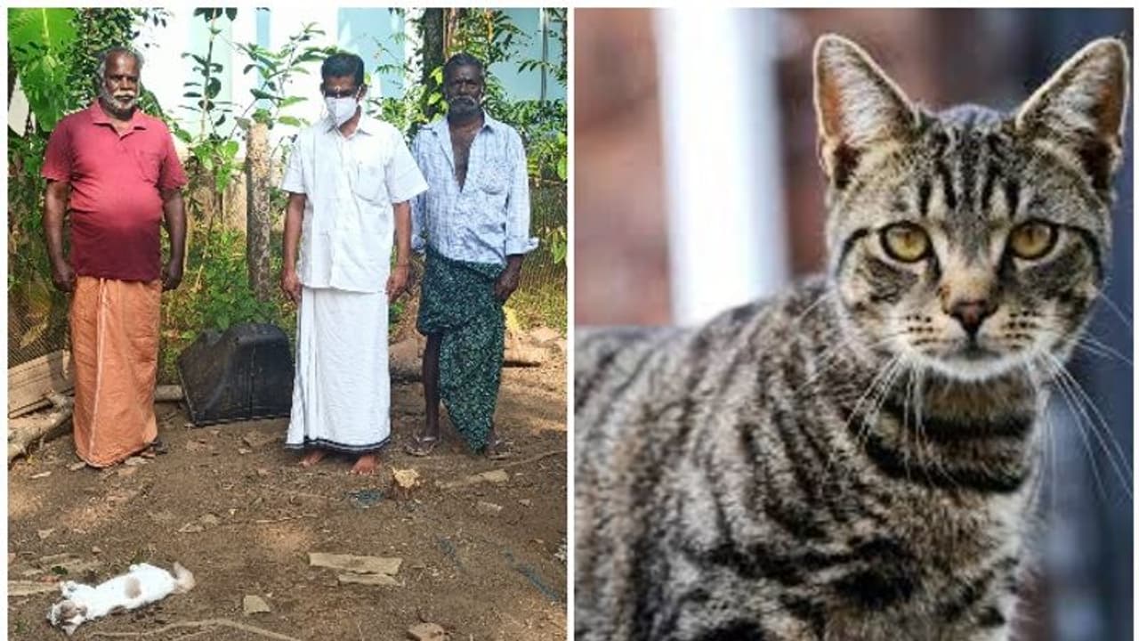 Cats dies : നായ്ക്കള്ക്ക് പിന്നാലെ പൂച്ചകള് കൂട്ടത്തോടെ ചത്തൊടുങ്ങുന്നു; കാരണമറിയാതെ നാട്ടുകാര്, ആശങ്ക Cats dies : നായ്ക്കള്ക്ക് പിന്നാലെ പൂച്ചകള് കൂട്ടത്തോടെ ചത്തൊടുങ്ങുന്നു; കാരണമറിയാതെ നാട്ടുകാര്, ആശങ്ക