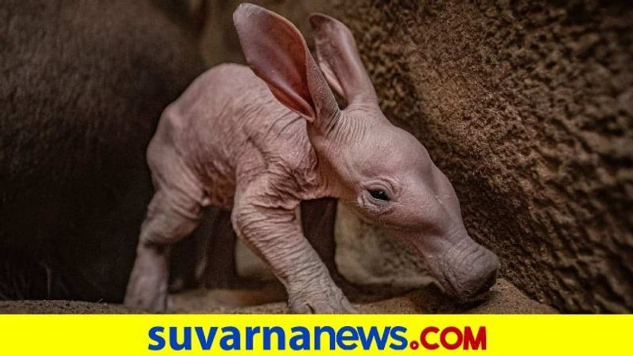 90 ವರ್ಷಗಳ ಬಳಿಕ ಅಪರೂಪದ ಹೊಸ ಅತಿಥಿ ಆರ್ಡ್ವರ್ಕ್ ಜನನ