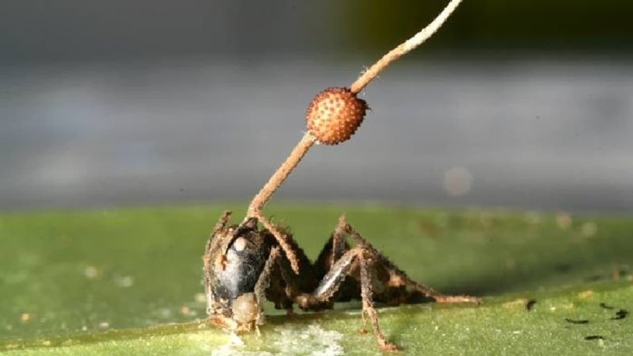 ഉറുമ്പുകളെ 'സോംബി'കളാക്കി മാറ്റുന്ന ഫംഗസ്! ആരാണീ ഭീകരൻ? ഉറുമ്പുകളെ 'സോംബി'കളാക്കി മാറ്റുന്ന ഫംഗസ്! ആരാണീ ഭീകരൻ?