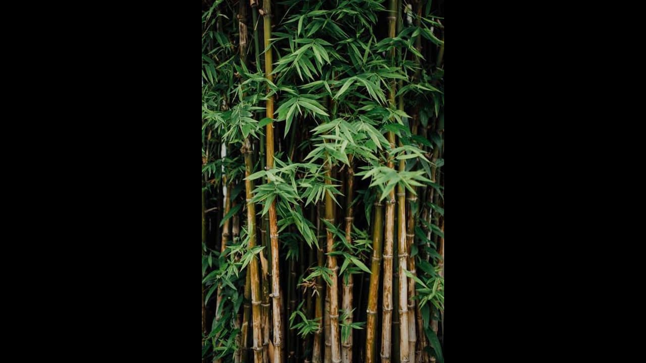 आजादी महोत्सव के लिए आदिवासी महिलाओं ने किया ऐसा काम कि हर कोई कह उठा वाह... आजादी महोत्सव के लिए आदिवासी महिलाओं ने किया ऐसा काम कि हर कोई कह उठा वाह...