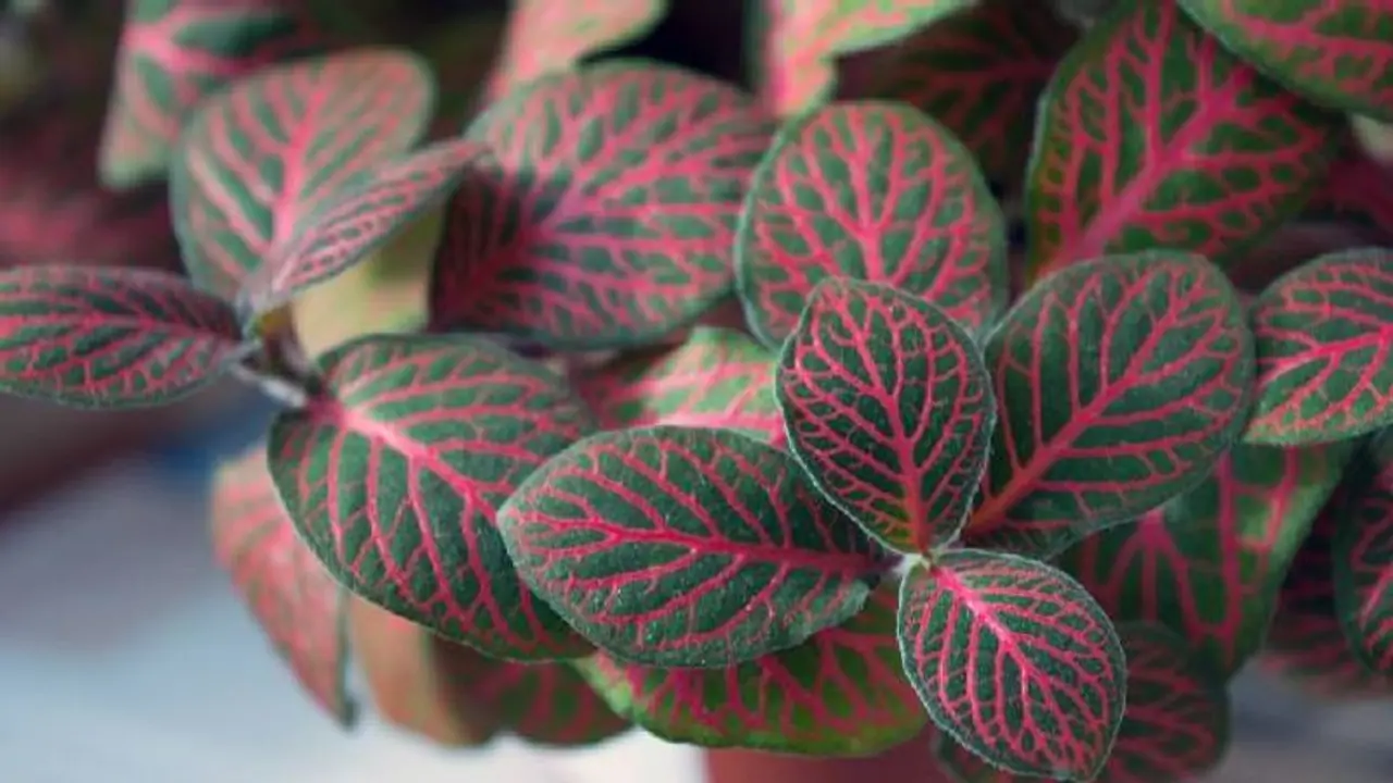 Bathroom plants : കുളിമുറി കൂളാക്കാം, ബാത്ത്‌റൂമില്‍ വളര്‍ത്താവുന്ന ആറ് ചെടികള്‍