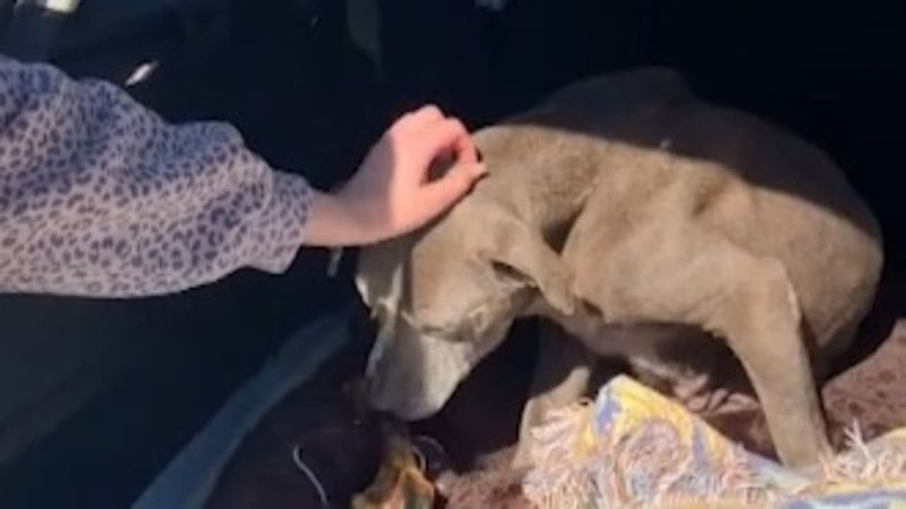 dog reunited with family : കാണാതായി 12 വര്ഷത്തിനുശേഷം പട്ടി ഉടമയെത്തേടി വന്നു! dog reunited with family : കാണാതായി 12 വര്ഷത്തിനുശേഷം പട്ടി ഉടമയെത്തേടി വന്നു!