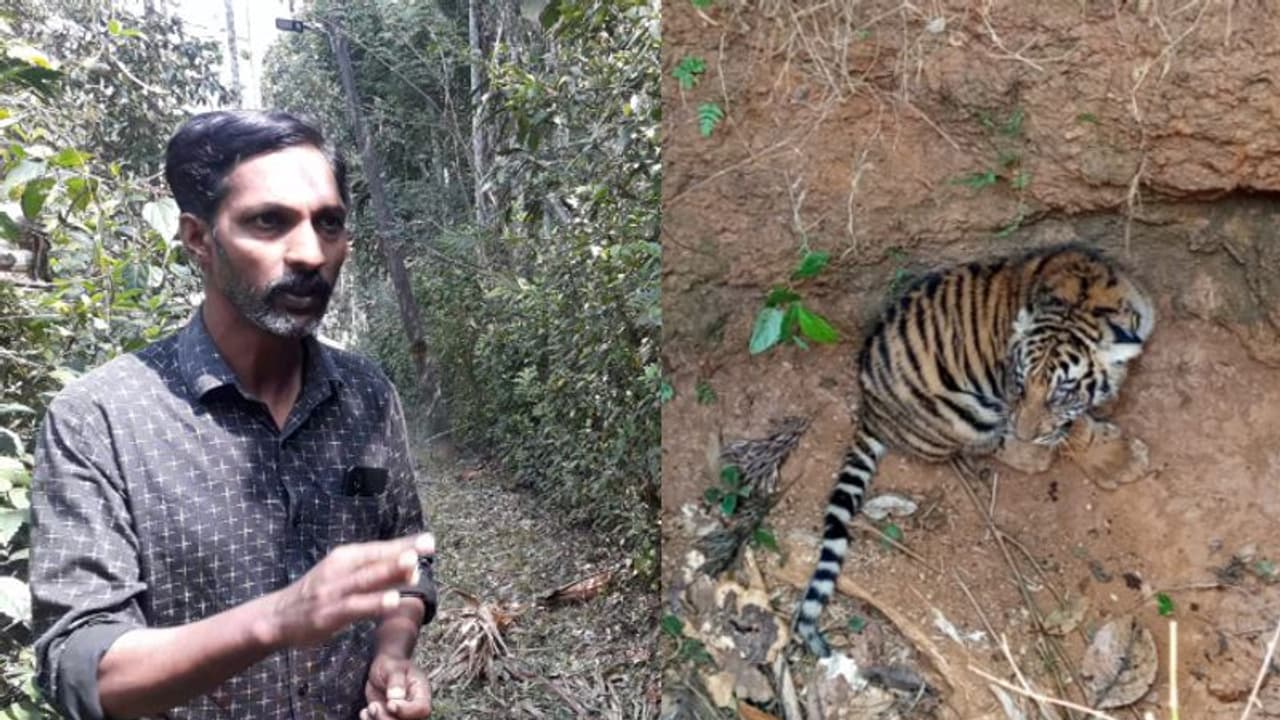 കടുവക്കുഞ്ഞിനെ അമ്മയുടെ അടുത്തെത്തിച്ചെന്ന വനംവകുപ്പ് വാദം തള്ളി നാട്ടുകാര്; കടുവാഭീതിയില് മന്ദംകൊല്ലി കടുവക്കുഞ്ഞിനെ അമ്മയുടെ അടുത്തെത്തിച്ചെന്ന വനംവകുപ്പ് വാദം തള്ളി നാട്ടുകാര്; കടുവാഭീതിയില് മന്ദംകൊല്ലി