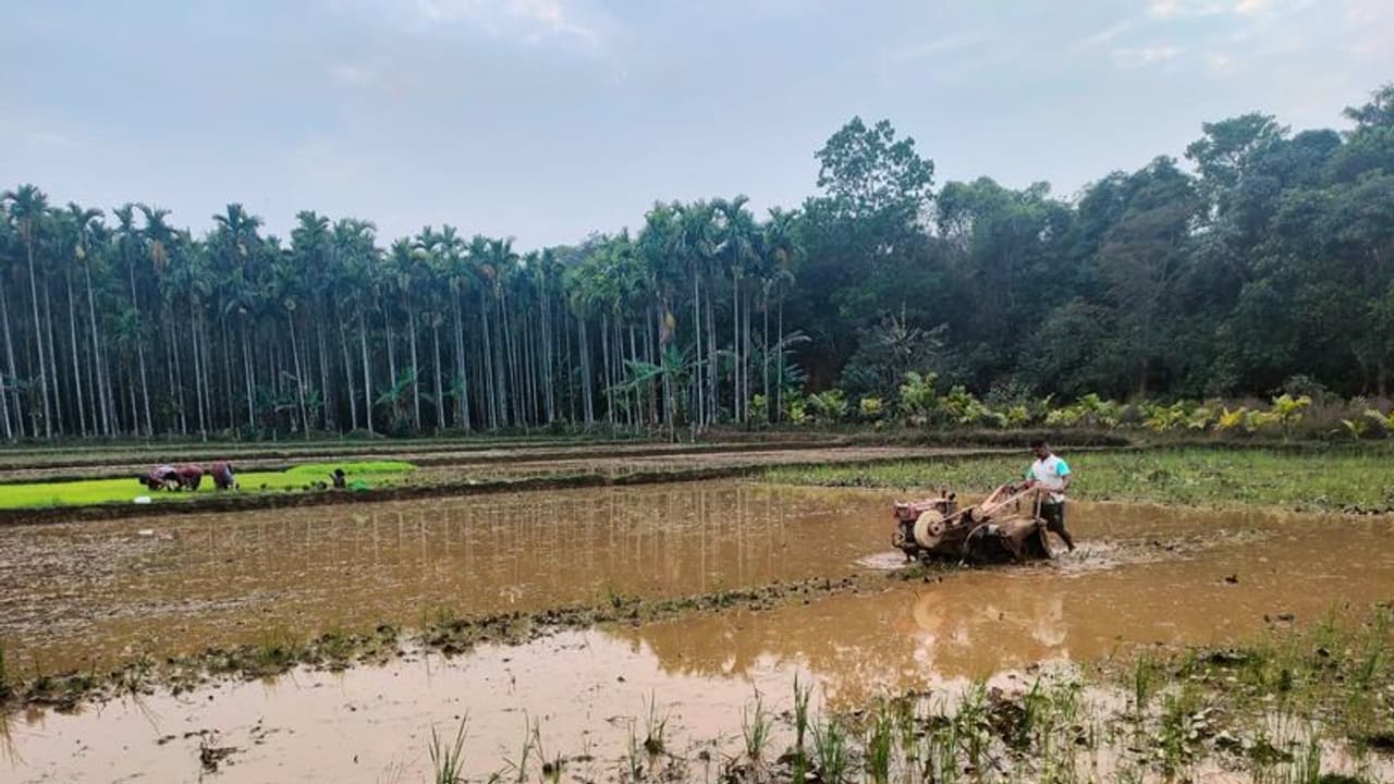 Monsoon: ಈ ವರ್ಷ ಸಾಮಾನ್ಯ ಮುಂಗಾರು, ವರದಿ ನೀಡಿದ ಸ್ಕೈಮೆಟ್‌