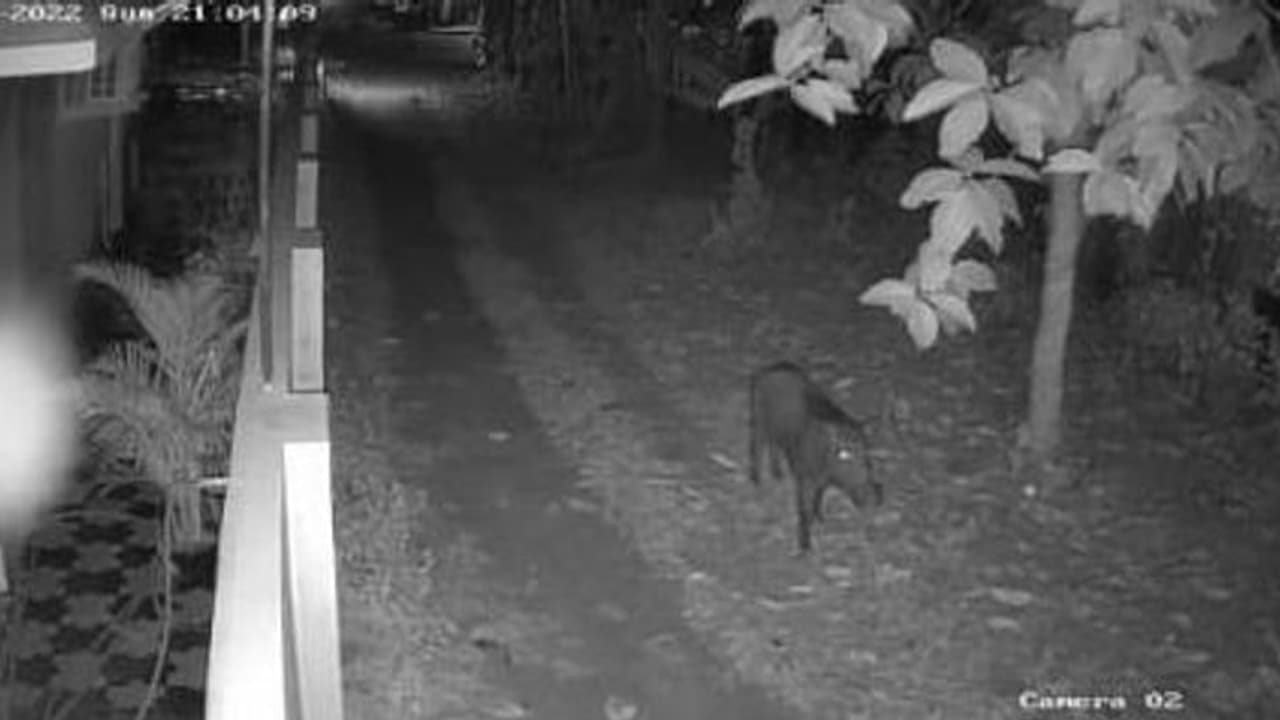 Wild boar : ജനവാസ കേന്ദ്രമായ താമരക്കുളത്ത് വീണ്ടും കാട്ടുപന്നി ശല്യം