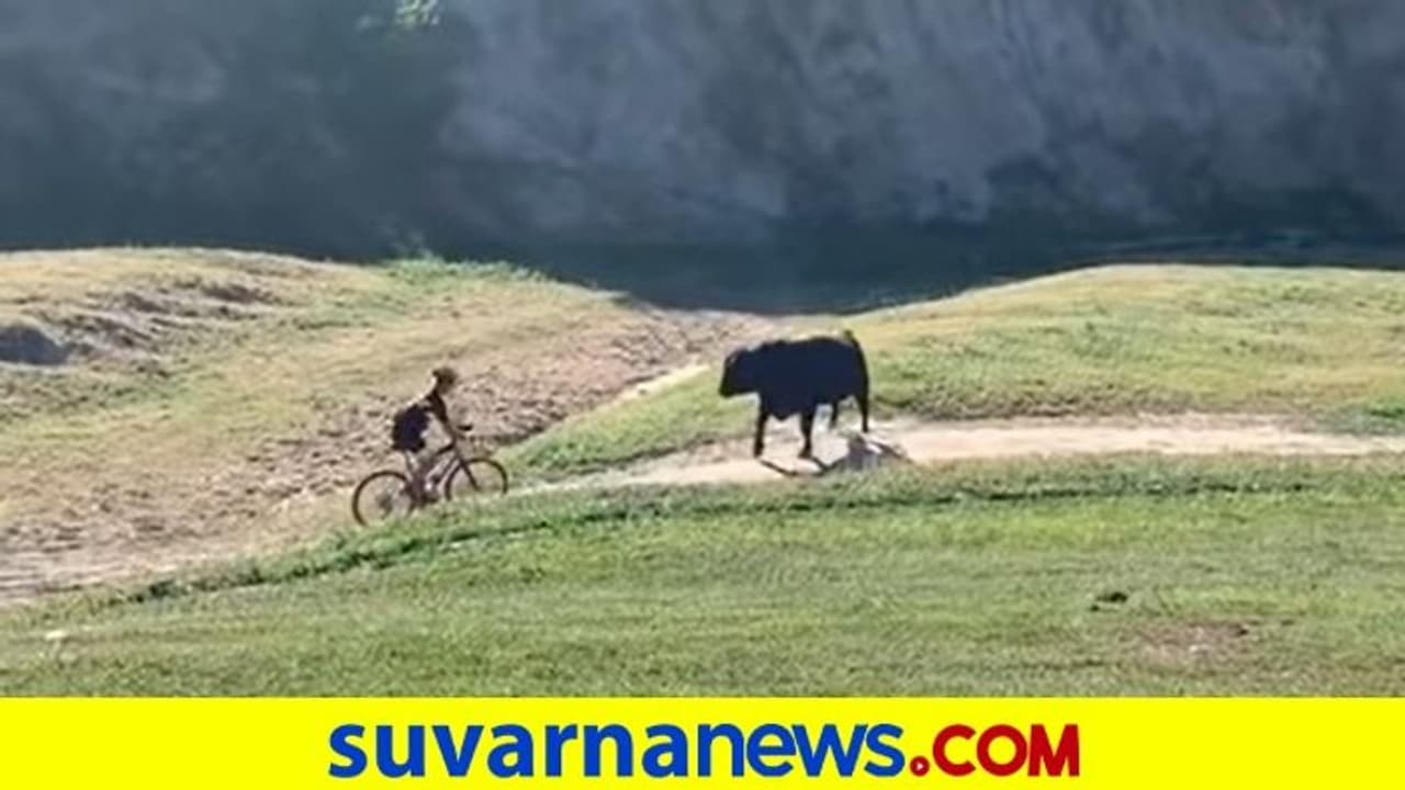 ರೇಸ್‌ ವೇಳೆ ಟಾಸ್‌ ಹಾಕಿದಂತೆ ಸೈಕ್ಲಿಸ್ಟ್‌ನನ್ನು ಎತ್ತಿ ಬಿಸಾಕಿದ ಗೂಳಿ... ವಿಡಿಯೋ ವೈರಲ್‌
