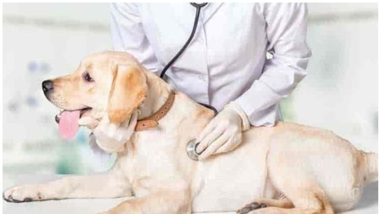 AHVS Karnataka Recruitment 2022: ಎಹೆಚ್ವಿಎಸ್ 400 ಪಶುವೈದ್ಯಾಧಿಕಾರಿ ಹುದ್ದೆಗೆ ನೇಮಕಾತಿ AHVS Karnataka Recruitment 2022: ಎಹೆಚ್ವಿಎಸ್ 400 ಪಶುವೈದ್ಯಾಧಿಕಾರಿ ಹುದ್ದೆಗೆ ನೇಮಕಾತಿ