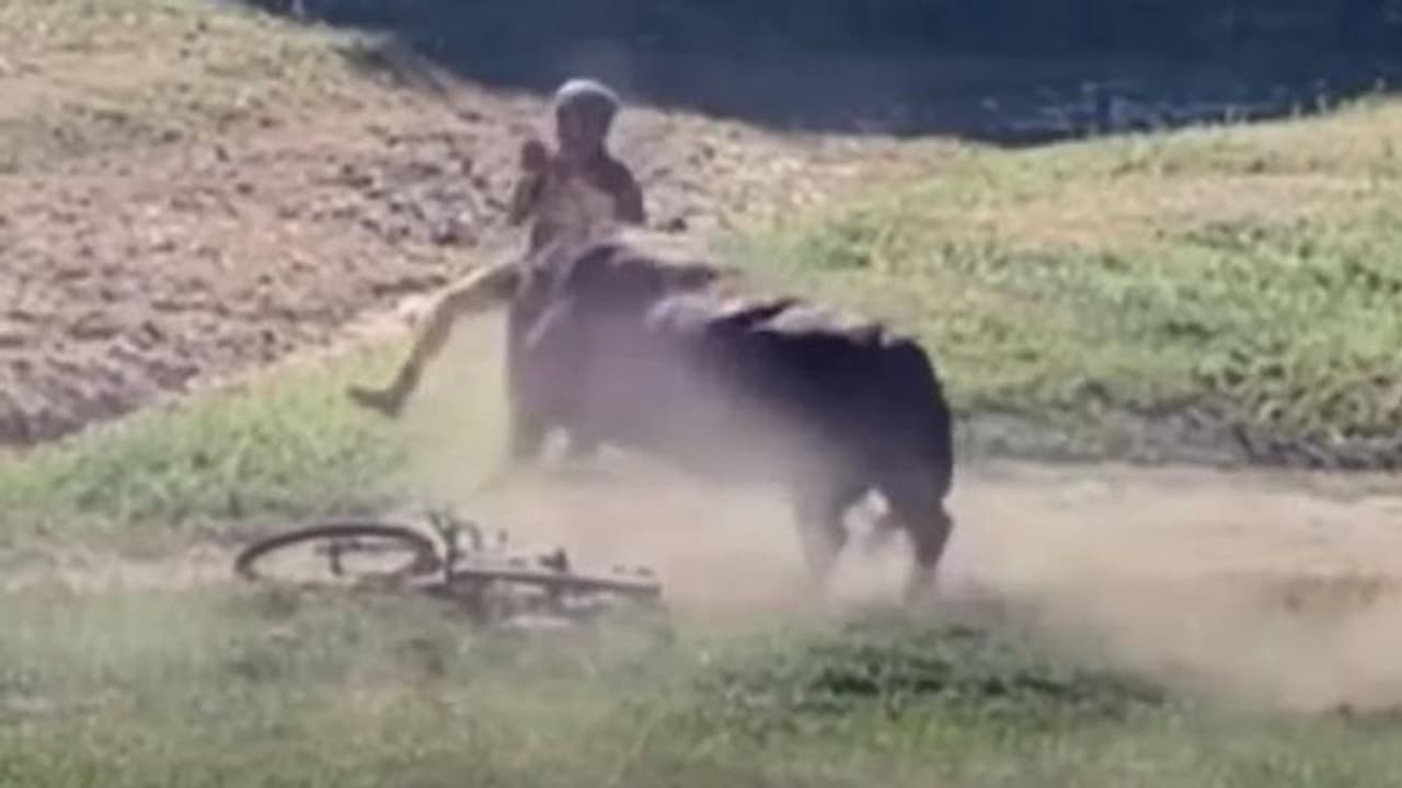 Bull attack : ഓഫ് റോഡ് സൈക്കിൾ റേസിനിടെ കാളയുടെ അപ്രതീക്ഷിത എൻട്രി! മത്സരാർത്ഥിയെ വലിച്ചെറിഞ്ഞു!