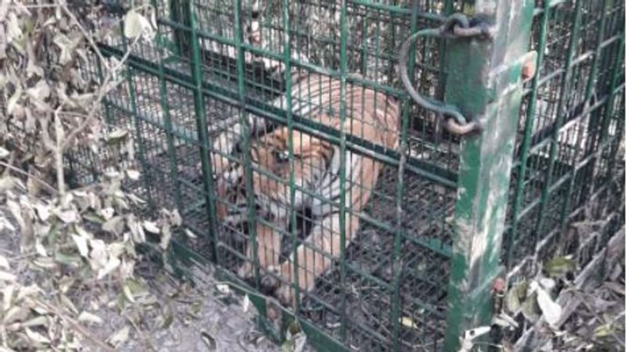 আতঙ্কের ১৬ দিন শেষে স্বস্তি রায়দিঘিতে, অবশেষে বাগে এল বাঘ আতঙ্কের ১৬ দিন শেষে স্বস্তি রায়দিঘিতে, অবশেষে বাগে এল বাঘ