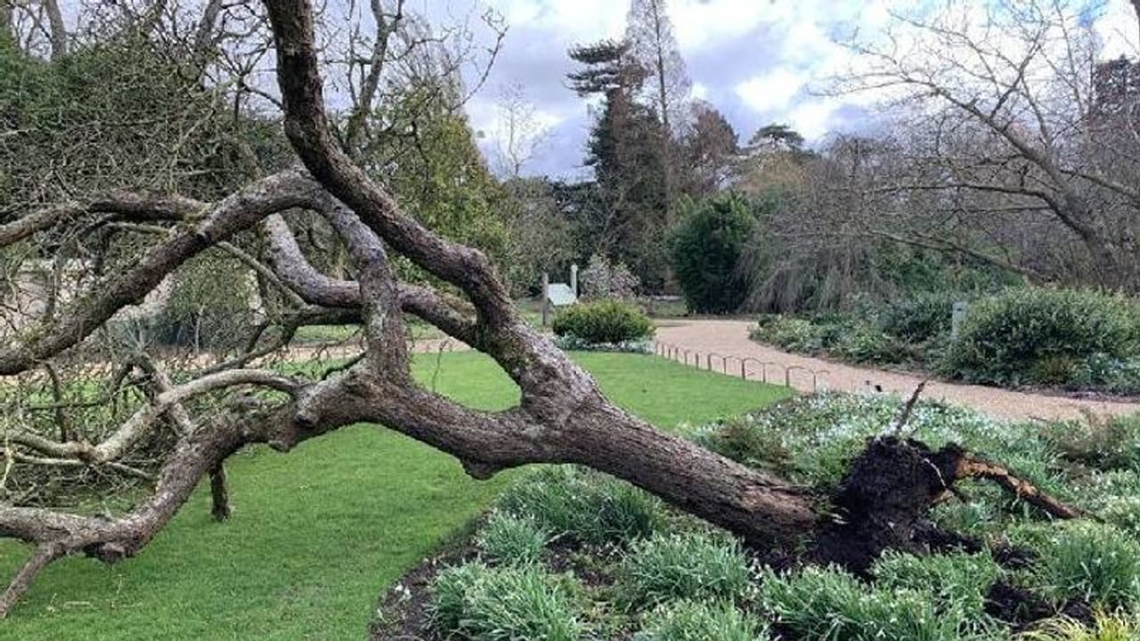 ಮಂಗಳೂರಲ್ಲಿ ಮರ ಕಡಿಯದಂತೆ ದೈವ ದೇವರಿಗೆ ಮೊರೆ! ಮಂಗಳೂರಲ್ಲಿ ಮರ ಕಡಿಯದಂತೆ ದೈವ ದೇವರಿಗೆ ಮೊರೆ!