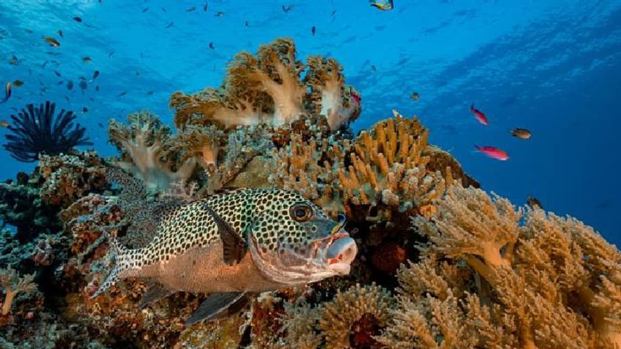 Self awareness in fish : മീനുകൾ ചില്ലറക്കാരല്ല, കണ്ണാടിയില് സ്വയം തിരിച്ചറിയാനാവുമെന്ന് പഠനം! Self awareness in fish : മീനുകൾ ചില്ലറക്കാരല്ല, കണ്ണാടിയില് സ്വയം തിരിച്ചറിയാനാവുമെന്ന് പഠനം!