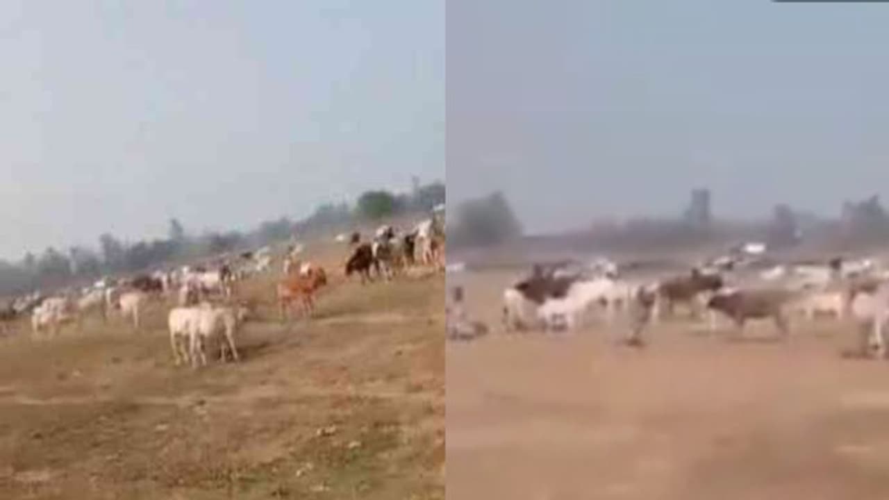 Yogi Adityanath : യോഗി ആദിത്യനാഥിന്‍റെ പ്രചാരണവേദിക്കു സമീപം കന്നുകാലികളെ അണിനിരത്തി കർഷകർ