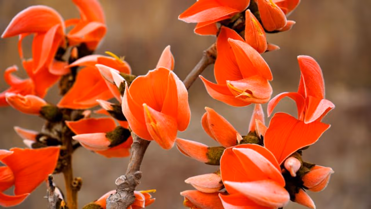 এই ফুলেই রয়েছে ব্রহ্মা বিষ্ণু ও মহেশ্বরের বাস, সিন্দুকে রাখতেই বৃদ্ধি পায় আর্থিক উন্নতি এই ফুলেই রয়েছে ব্রহ্মা বিষ্ণু ও মহেশ্বরের বাস, সিন্দুকে রাখতেই বৃদ্ধি পায় আর্থিক উন্নতি