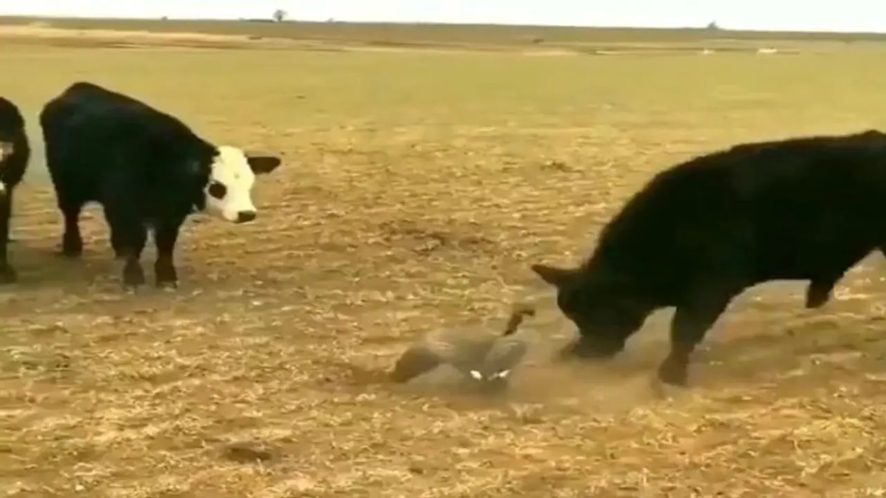 अकेली चिड़िया ने बैलों से लिया पंगा, हिम्मत देख भाग गए सब, महिंद्रा ने पूछा How's the Josh, Bird? High Sir.. अकेली चिड़िया ने बैलों से लिया पंगा, हिम्मत देख भाग गए सब, महिंद्रा ने पूछा How's the Josh, Bird? High Sir..