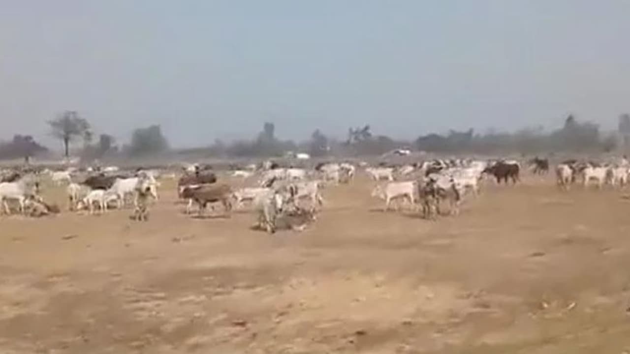 মানুষের দেখা নেই, উত্তরপ্রদেশে মুখ্যমন্ত্রীর সভাস্থলে চরছে কয়েকশো গরু মানুষের দেখা নেই, উত্তরপ্রদেশে মুখ্যমন্ত্রীর সভাস্থলে চরছে কয়েকশো গরু