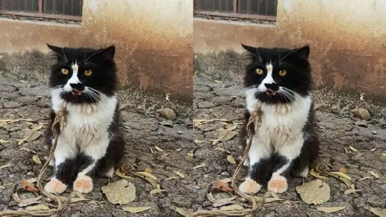 बिल्ली के चक्कर में दो परिवारों में मारकुटाई; असली मालिक बोला 5000 में खरीदी, महिला छोड़ने को राजी नहीं बिल्ली के चक्कर में दो परिवारों में मारकुटाई; असली मालिक बोला 5000 में खरीदी, महिला छोड़ने को राजी नहीं