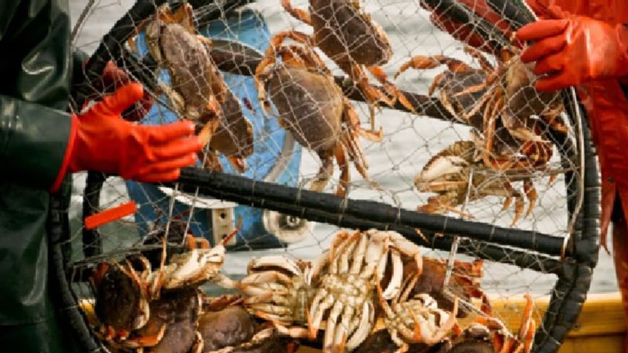 বিদেশের বাজারে ক্রমে চাহিদা বাড়ছে কাঁকড়ার, জেনে নিন কাঁকড়া চাষের পদ্ধতি বিদেশের বাজারে ক্রমে চাহিদা বাড়ছে কাঁকড়ার, জেনে নিন কাঁকড়া চাষের পদ্ধতি