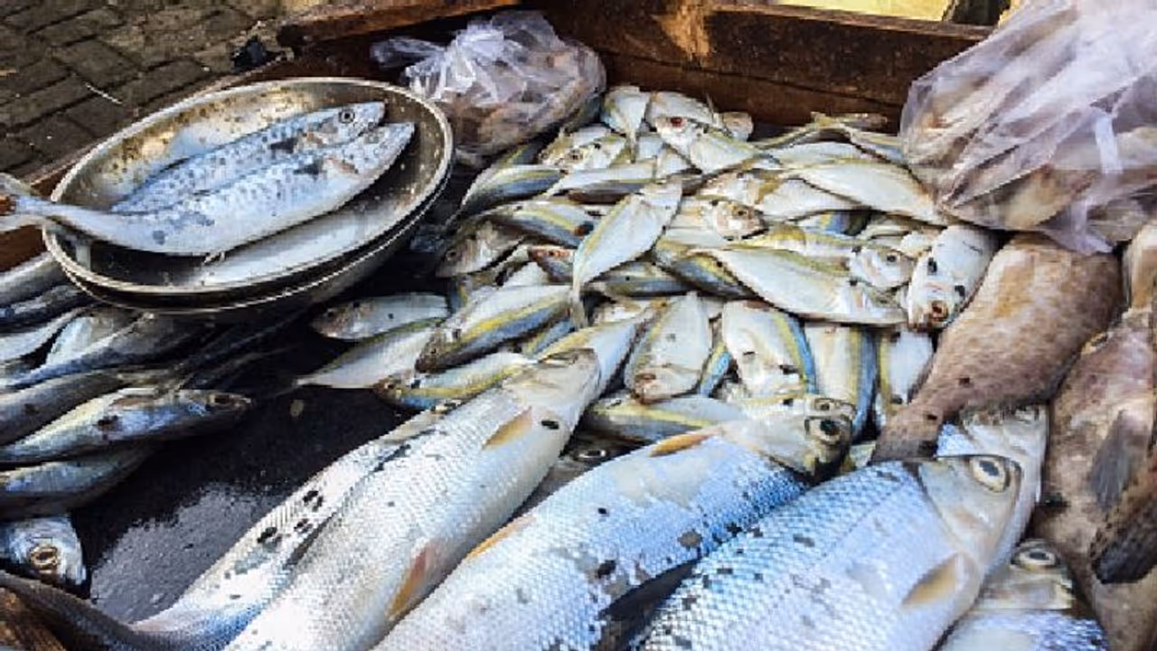কীভাবে করবেন মিল্ক ফিশের চাষ, জেনে নিন দুধ সাদা রঙের এই মাছের চাষের পদ্ধতি