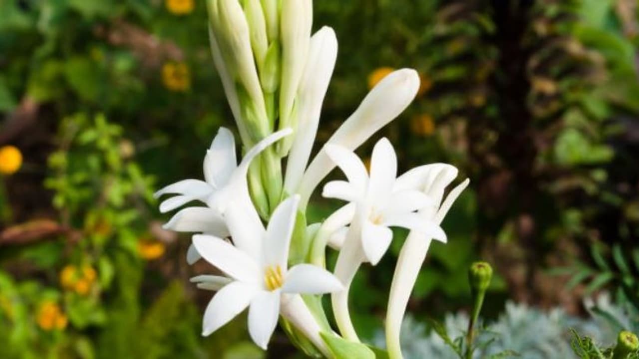 বিয়ের মরশুমে রজনীগন্ধা চাষে হতে পারে বিপুল লক্ষ্মী লাভ, জেনে নিন পদ্ধতি বিয়ের মরশুমে রজনীগন্ধা চাষে হতে পারে বিপুল লক্ষ্মী লাভ, জেনে নিন পদ্ধতি