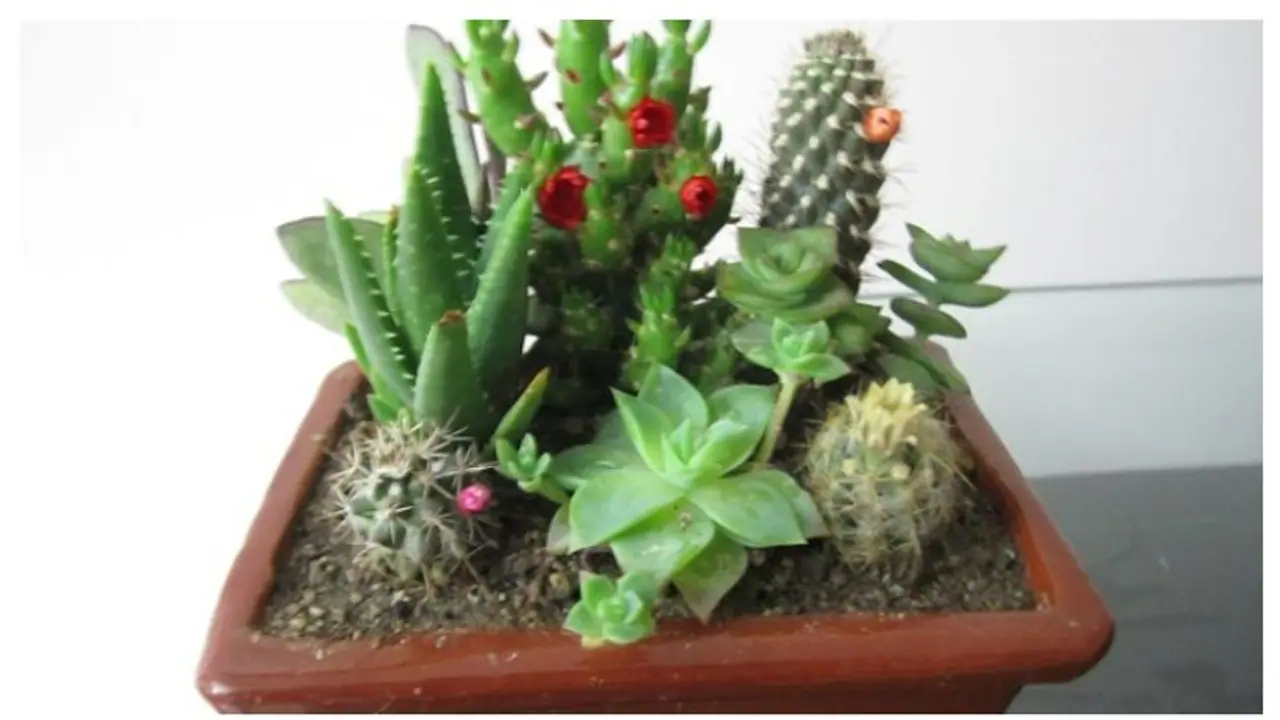 Plants vastu: வீட்டில் மறந்து கூட இந்த செடிகளை வைக்க வேண்டாம்..!மீறினால் தரித்திரம் தாண்டவம் ஆடுமாம்..!!