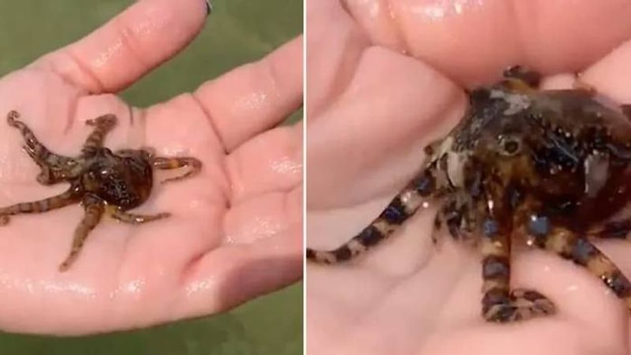 യുവതി കൈകളിലെടുത്തത് ലോകത്തിലെ ഏറ്റവും വിഷമുള്ള ജീവികളിലൊന്നിനെ, വീഡിയോ കണ്ട് ഞെട്ടി സോഷ്യൽമീഡിയ യുവതി കൈകളിലെടുത്തത് ലോകത്തിലെ ഏറ്റവും വിഷമുള്ള ജീവികളിലൊന്നിനെ, വീഡിയോ കണ്ട് ഞെട്ടി സോഷ്യൽമീഡിയ