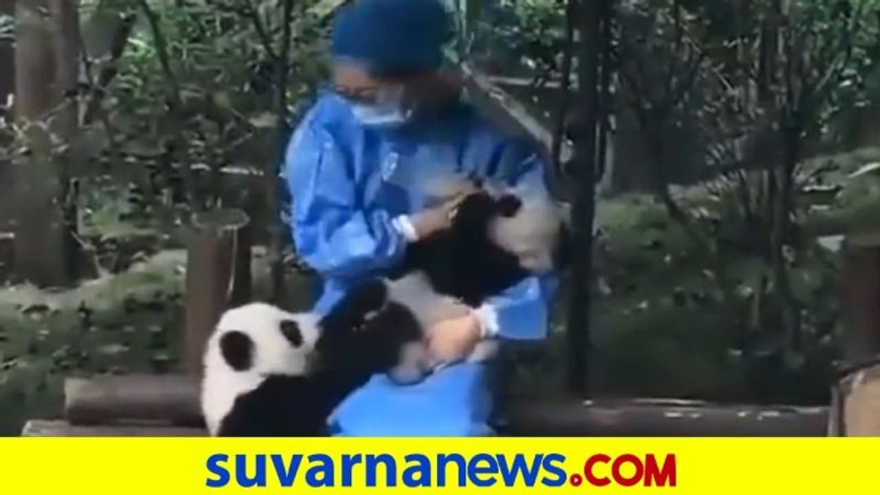 ಪಾಂಡಾ ಮರಿಗೆ ಬಾಟಲ್‌ ಫೀಡಿಂಗ್‌... ವಿಡಿಯೋ ವೈರಲ್‌