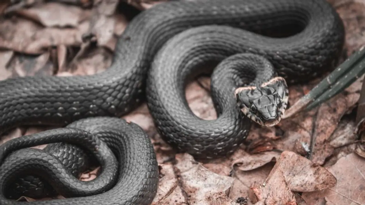 সর্বনাশা কালসর্প দোষ এড়াতে কেন বেছে নেওয়া হয় শিবরাত্রি তিথি, আর কোন কোন পথে মুক্তি মিলবে এই দোষ থেকে জেনে নিন সর্বনাশা কালসর্প দোষ এড়াতে কেন বেছে নেওয়া হয় শিবরাত্রি তিথি, আর কোন কোন পথে মুক্তি মিলবে এই দোষ থেকে জেনে নিন