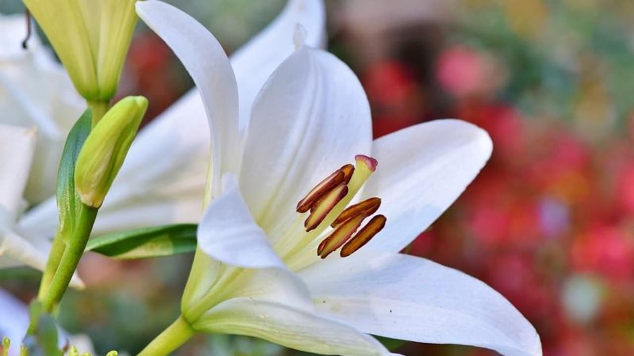 ফুলের সুবাসে দূর হবে ঘরের সকল নেতিবাচক শক্তি, জেনে নিন কীভাবে ব্যবহার করবেন ফুল গাছ ফুলের সুবাসে দূর হবে ঘরের সকল নেতিবাচক শক্তি, জেনে নিন কীভাবে ব্যবহার করবেন ফুল গাছ