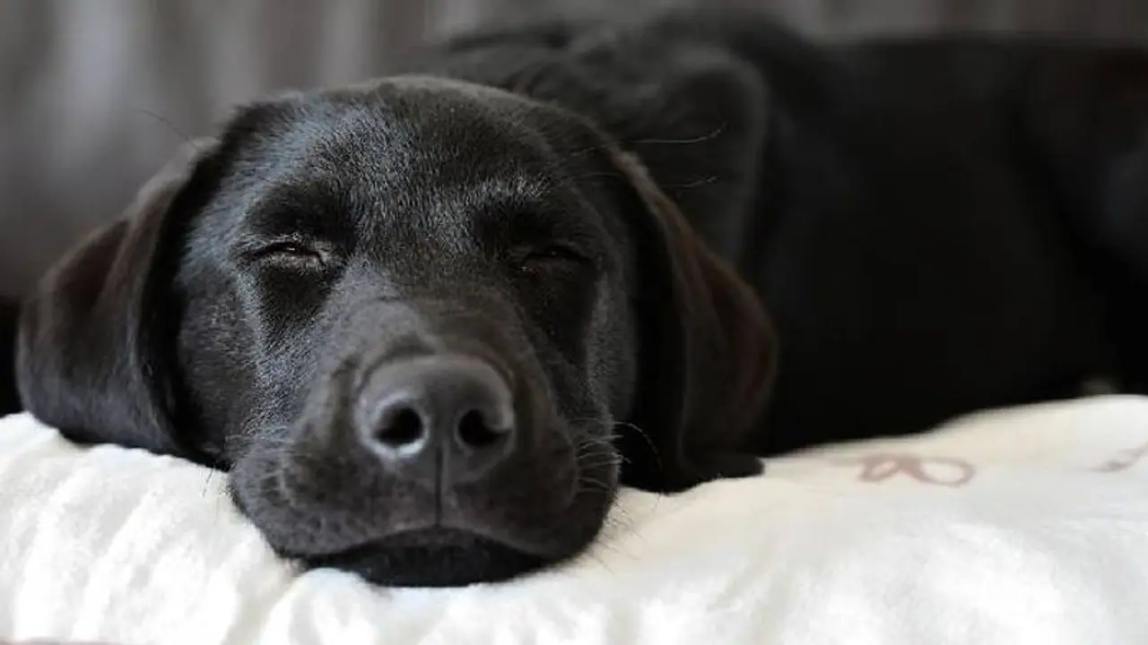 ಮನೆಯಲ್ಲಿ ನಾಯಿ ಇದ್ದರೆ ಒಳ್ಳೆಯದೋ ಕೆಟ್ಟದ್ದೋ? ಇಲ್ಲಿದೆ ಮಾಹಿತಿ! ಮನೆಯಲ್ಲಿ ನಾಯಿ ಇದ್ದರೆ ಒಳ್ಳೆಯದೋ ಕೆಟ್ಟದ್ದೋ? ಇಲ್ಲಿದೆ ಮಾಹಿತಿ!